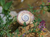snail-100