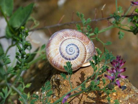 snail-450